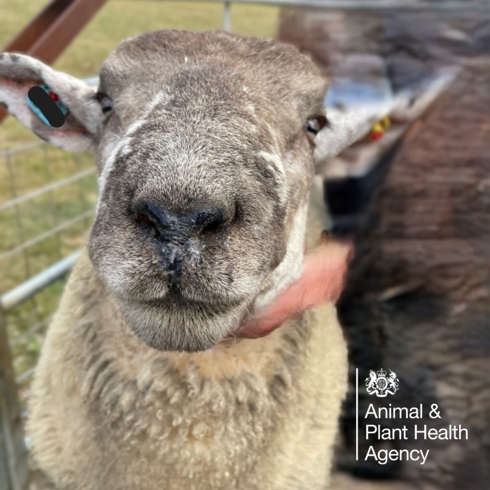 Sheep with nasal discharge and crusting